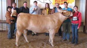 STYSS grand champ steer pic