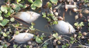 dead fish pic