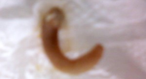 worm taco