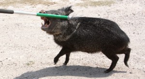 javelina
