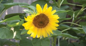 sunflowers pic2