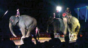 Kelly Miller Circus