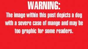 animal cruelty warning screen