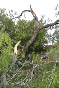 tree tree
