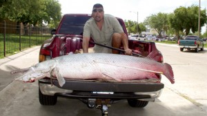 alligator gar