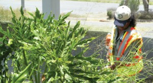 Dolly Vinsant cleanup