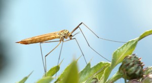 Mosquito