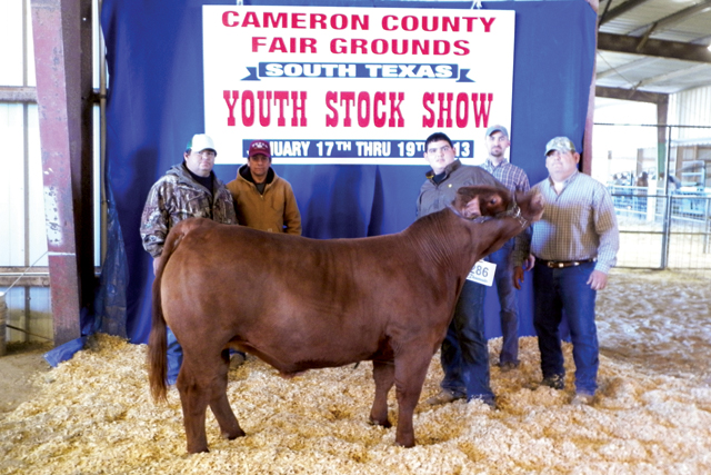 Ty Vasquez of Los Fresnos High School and his steer Bojo took home grand champion honors at Friday’s South Texas Youth Stock Show in San Benito. (Staff photo by Francisco E. Jimenez)