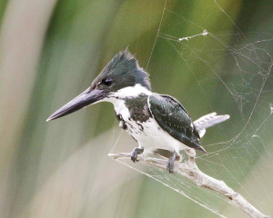 Photo by Steve Sinclair Birders from all over the country descended upon the area over the weekend hoping to catch a rare glimpse of the Amazon Kingfisher (pictured above), which was spotted just outside San Benito during the Rio Grande Valley Birding Festival.