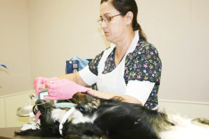 Courtesy photo Brownsville Spay and Neuter veterinary technician Oralia Villafranca prepares a canine for anesthesia prior to surgery.