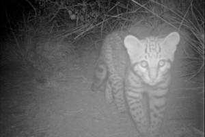 (USFWS photo) Pictured is an image of a rare sighting of an ocelot kitten, an endangered species in which there are only 14 documented at the Laguna Atascosa Wildlife Refuge and about 50 in the country.